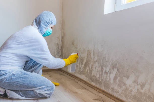 Licensed Mold Inspection service in Dublin, PA - WQB Mold Removal
