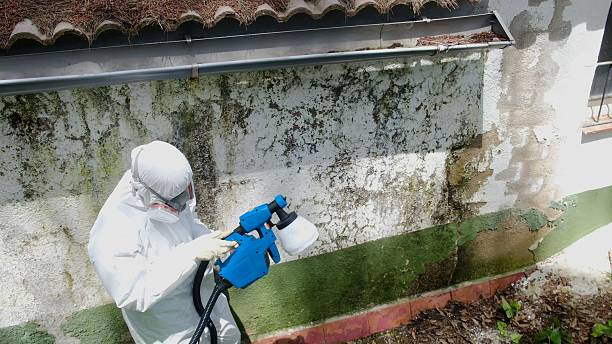 Top rated local Mold Inspection specialists in Dublin, PA